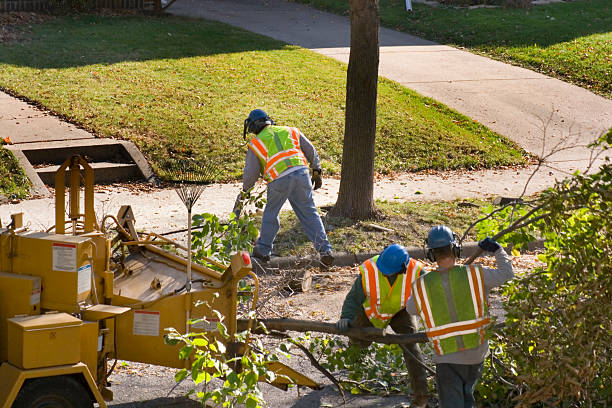 Trusted Norwich, CT Tree Removal and Landscaping Services Experts